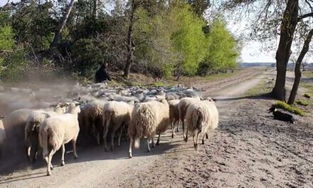 Schaapskudde weer naar de heide