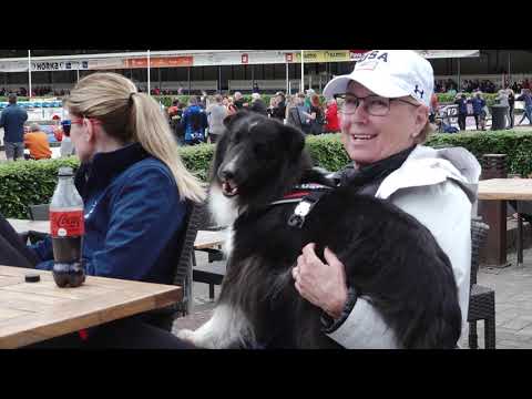 agility hindernissen set 2 hoogtesprongen hondensport hondenspeelgoed