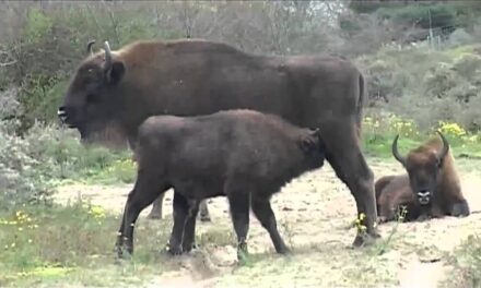 De wisent komt naar de veluwe