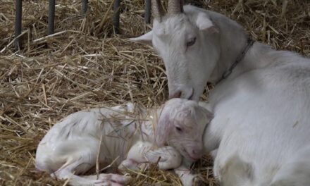 Voorjaar op de Geitenboerderij en nieuw leven!