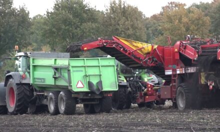 Aardappels uit Stroe morgen patat in China