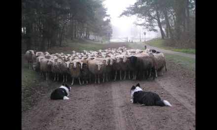 Schaapskudde Stroe terug op de heide