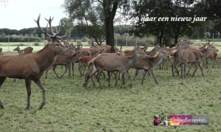 Kerstgroet onlinebarneveld nl