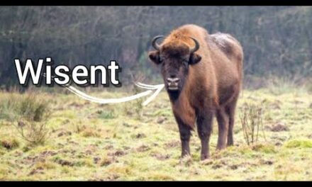 Aankomst Wisent stier en koe op de Veluwe