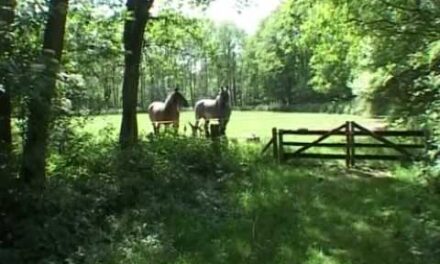 Kasteel Staverden met mooie beelden van het wild