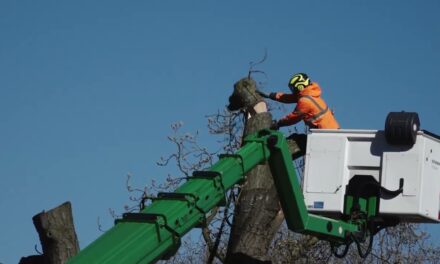 Beroemde boom in Barneveld is niet meer