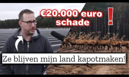 Edelherten vernielen asperge veld | Asperge boer zwaar getroffen | €20.000 schade!