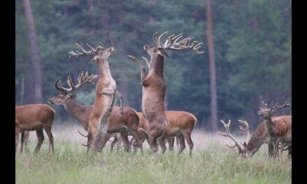 Wild special opgenomen op Landgoed Staverden