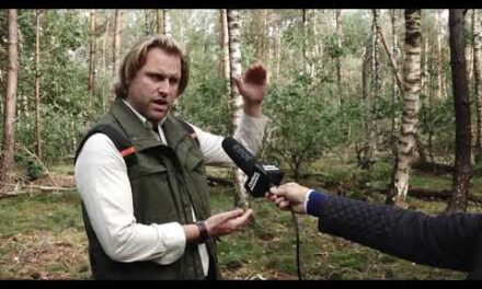 Puinhoop in de Veluwse bossen heeft een reden!