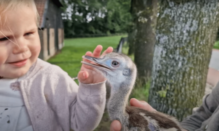 Broedende Nandoe in Stroe