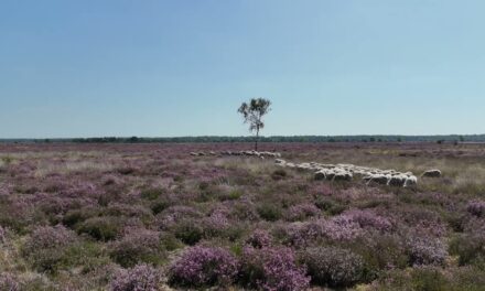 Stroese heide in volle bloei